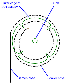 Tree Spiral Diagram 275